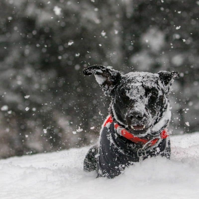 Il mio cane può giocare nella neve?