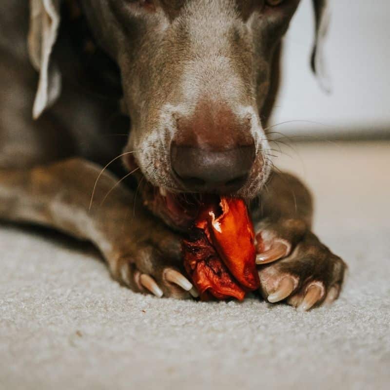 Ho un cane possessivo: cosa posso fare?