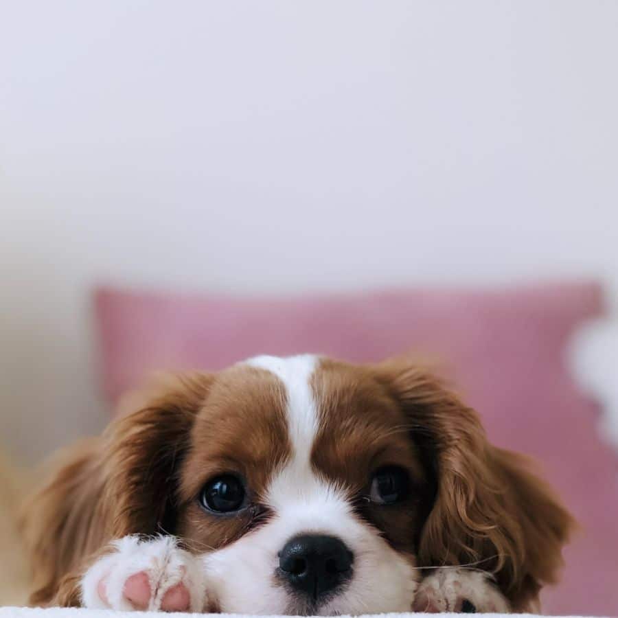 Dificuldade de aprendizagem em cachorros