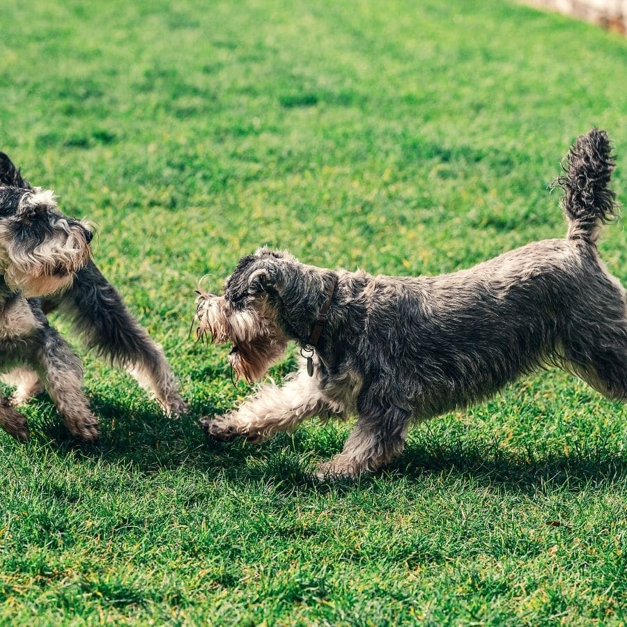 Cães dominantes vs cães submissos – o que saber sobre o tema!