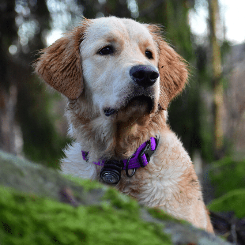 Agora pode falar com o seu cão: e tudo graças à Barkyn