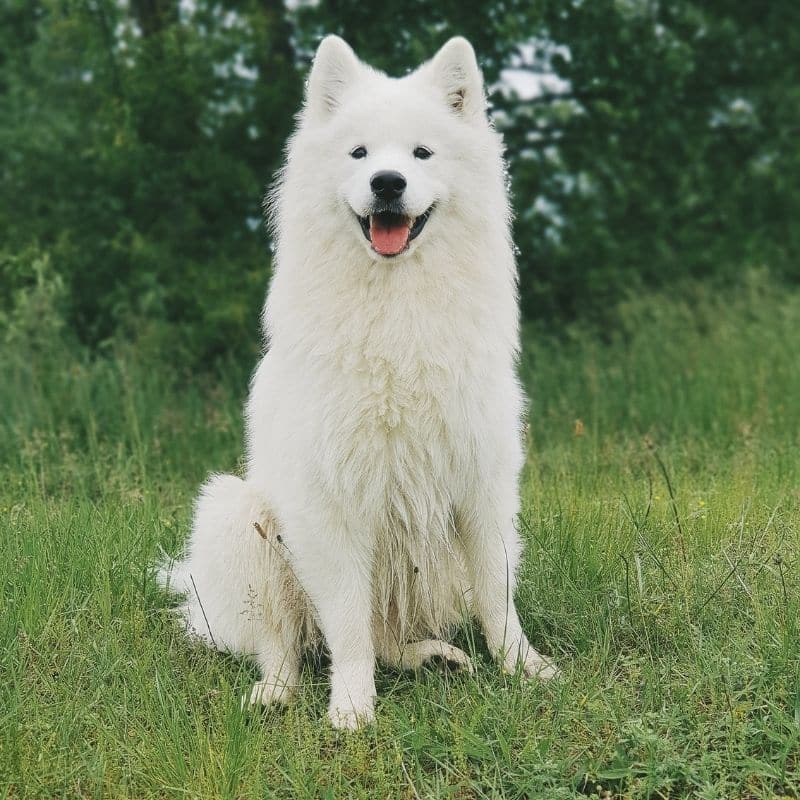 Cão branco: 10 raças para quem procura um cão de pelo branco