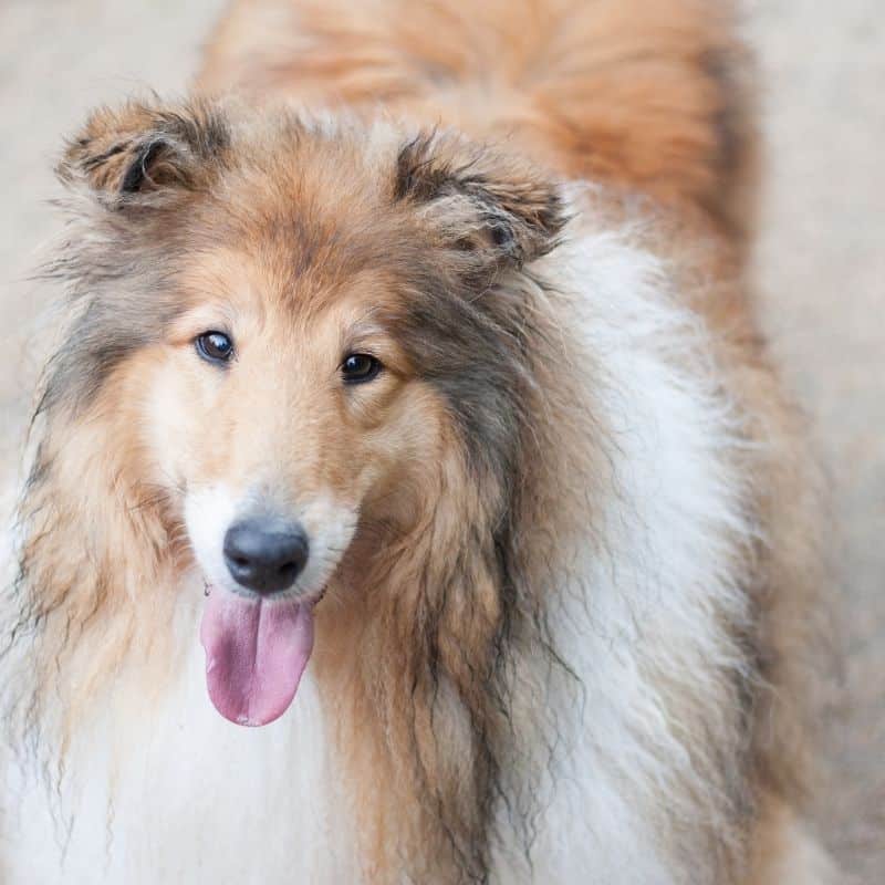 Champô Seco em Cães