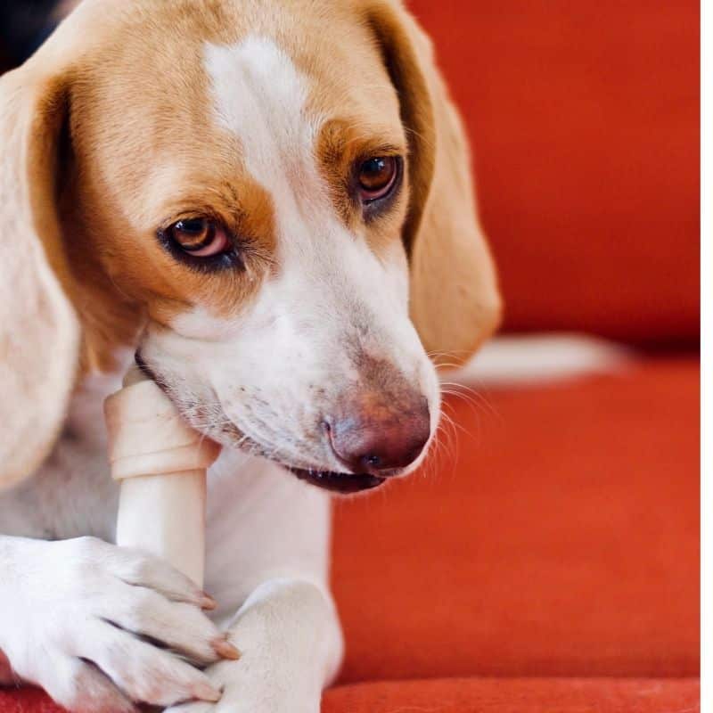 Como escolher snacks para o seu cão?