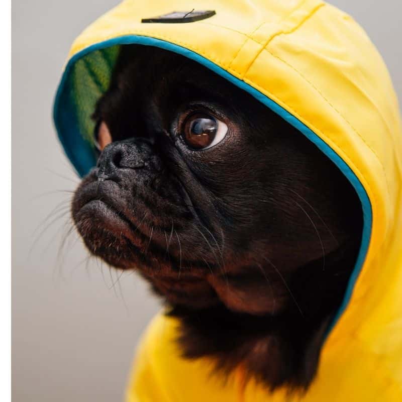 Cuidados a ter com o seu cão em dias de chuva