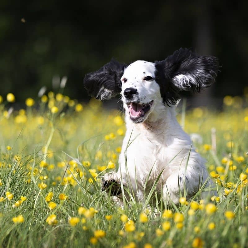 ¿Cómo expresan los perros sus emociones y estados de ánimo?