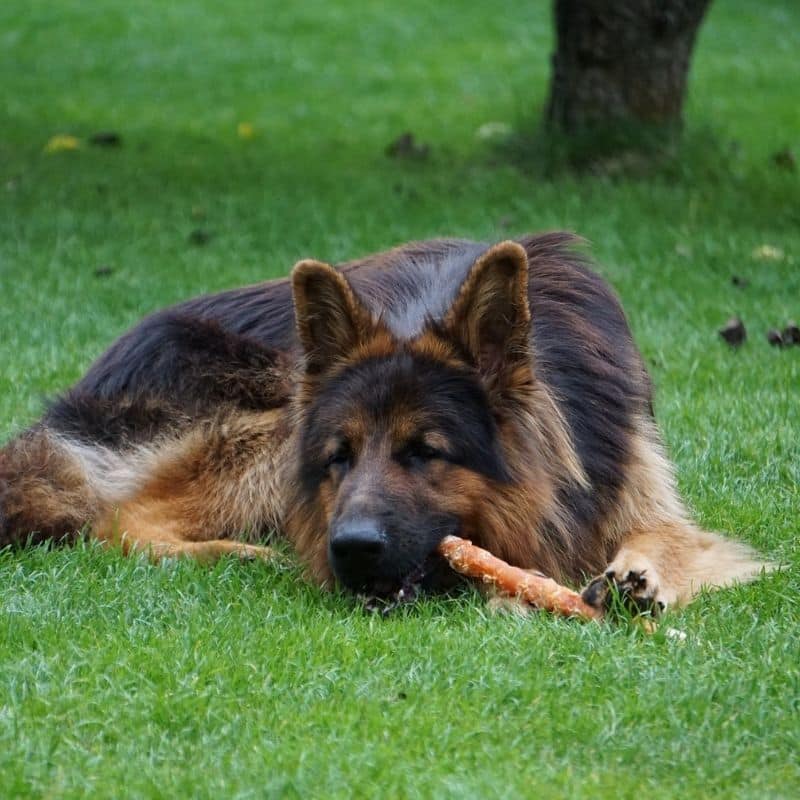 ¿Cómo elegir snacks para mi perro?