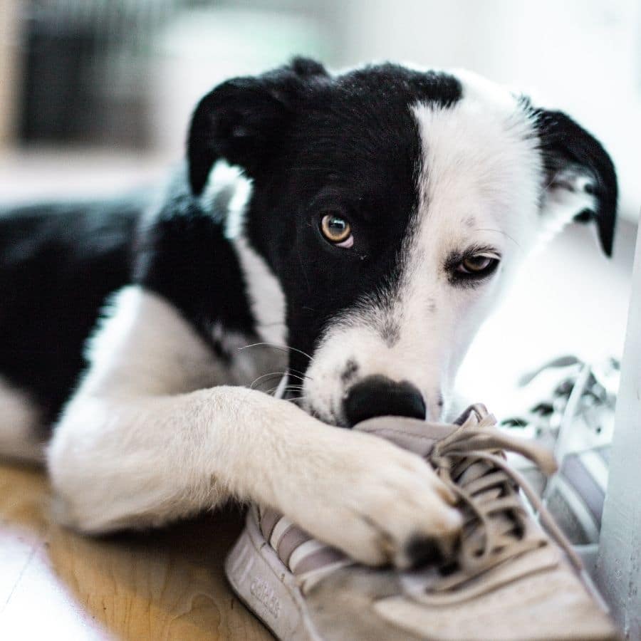 Dificultades de aprendizaje en cachorros