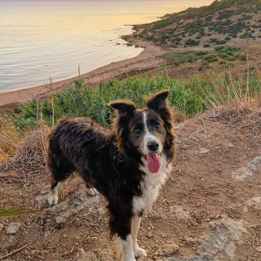 Le cause della perdita di peso nel cane