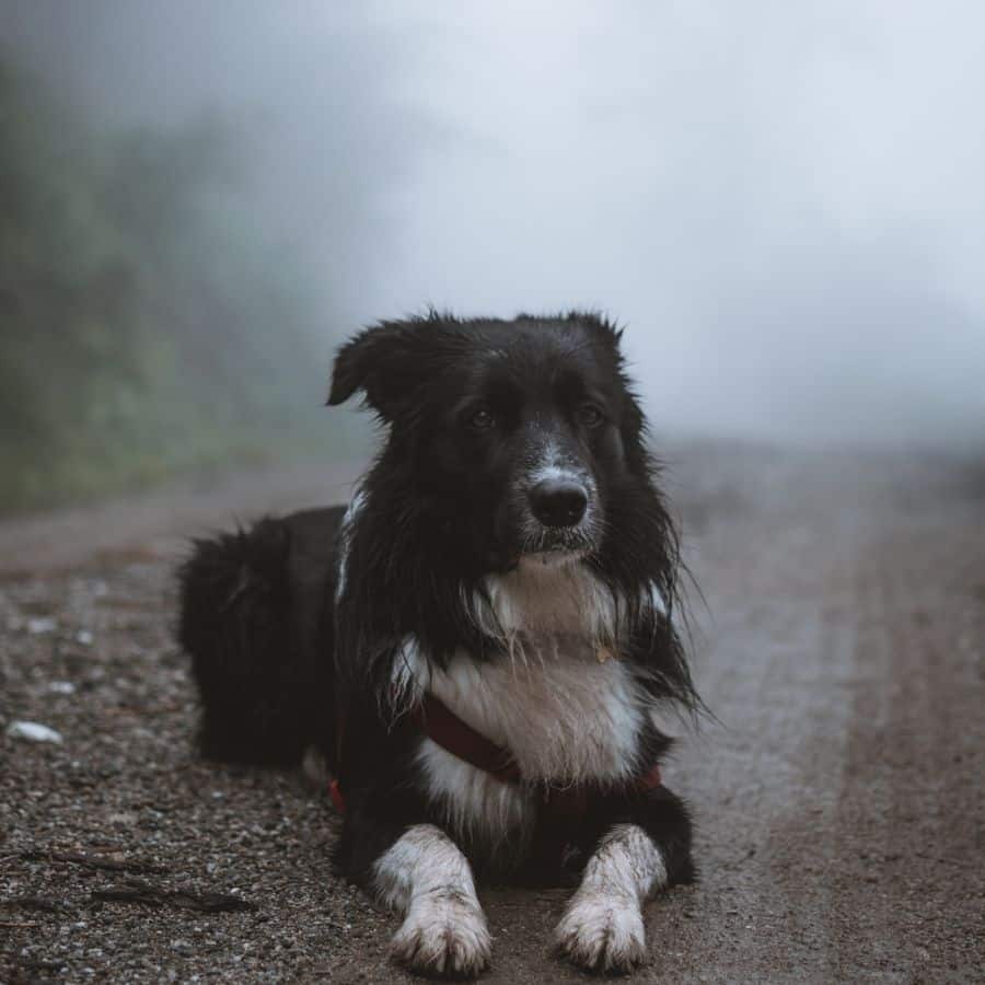 Come prendersi cura del proprio cane nei giorni di pioggia