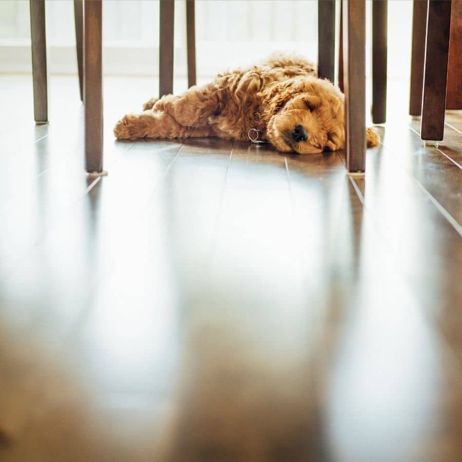 Il cane ha difficoltà ad alzarsi: è un problema ortopedico?