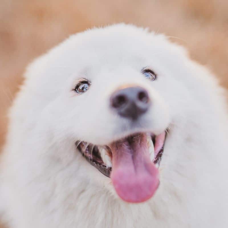 10 razze per chi desidera un cane a pelo bianco