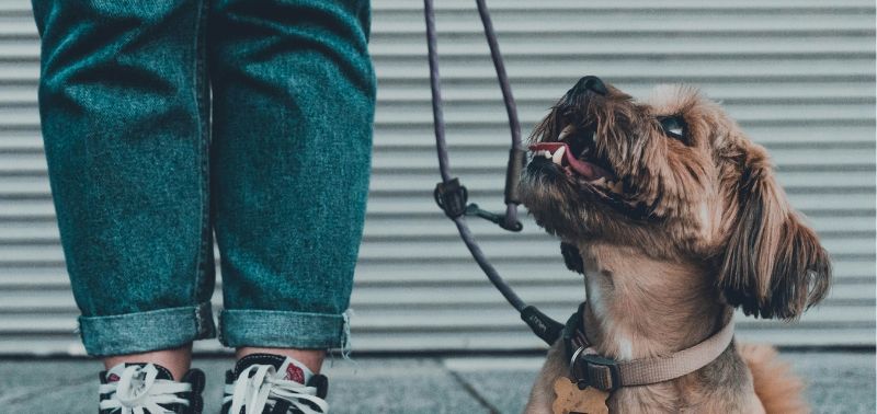 Come si insegna al mio cane a camminare senza guinzaglio per strada?