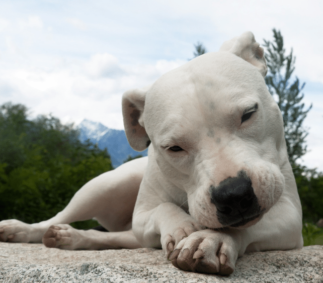 Picadura de avispa en perros, ¿Qué hacer?