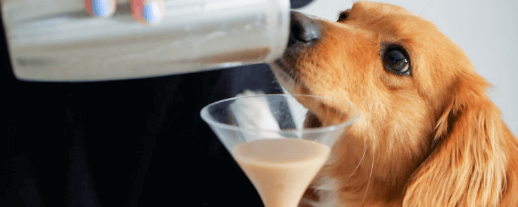 Dirty Barkini: um cocktail criativo para o seu cão