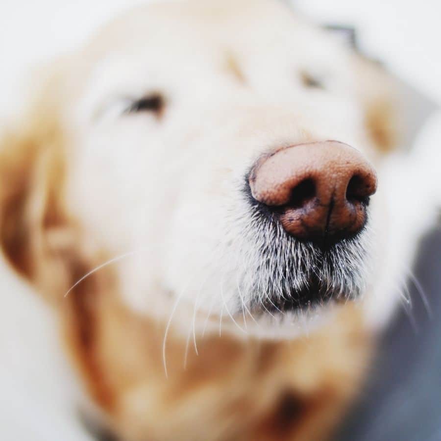 O meu cão está a sangrar do nariz: o que poderá ser?