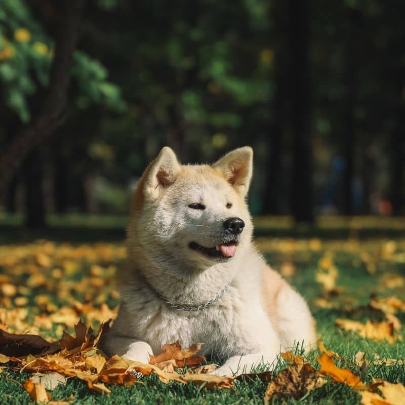 5 raças de cães Japonesas - Blog Barkyn
