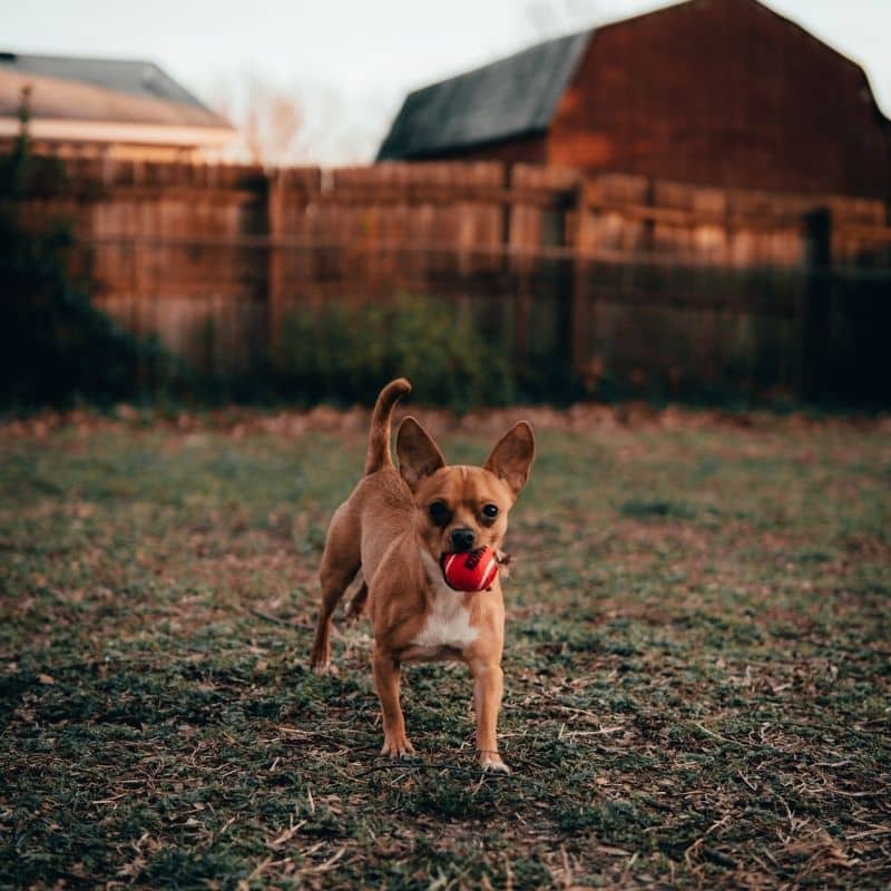 Cetoconazol para cães