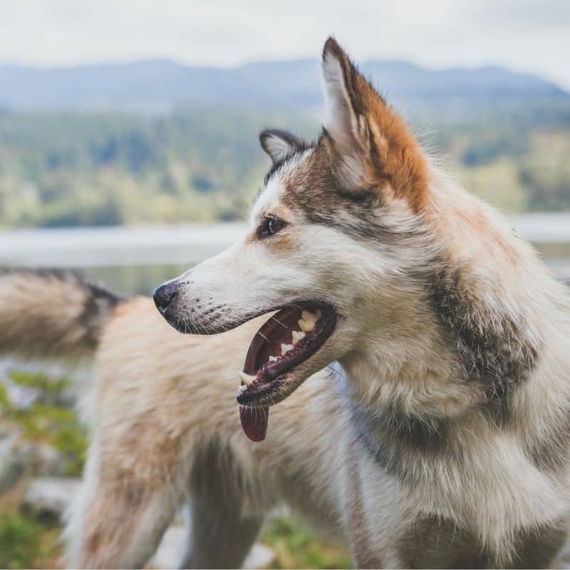 Insolação em cães: como acontece e como tratar