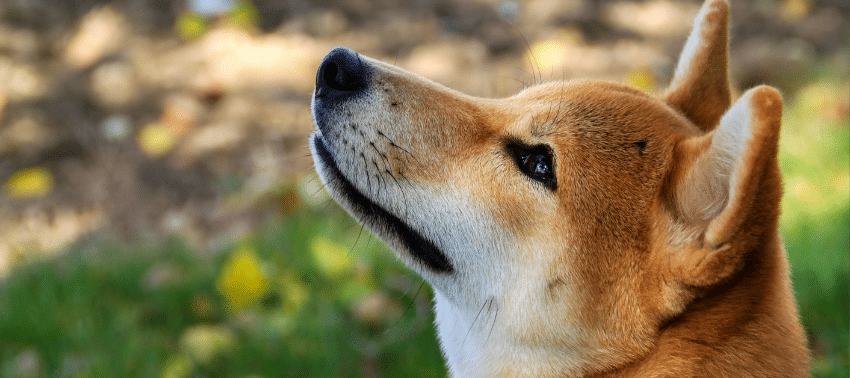 5 raças de cães Japonesas