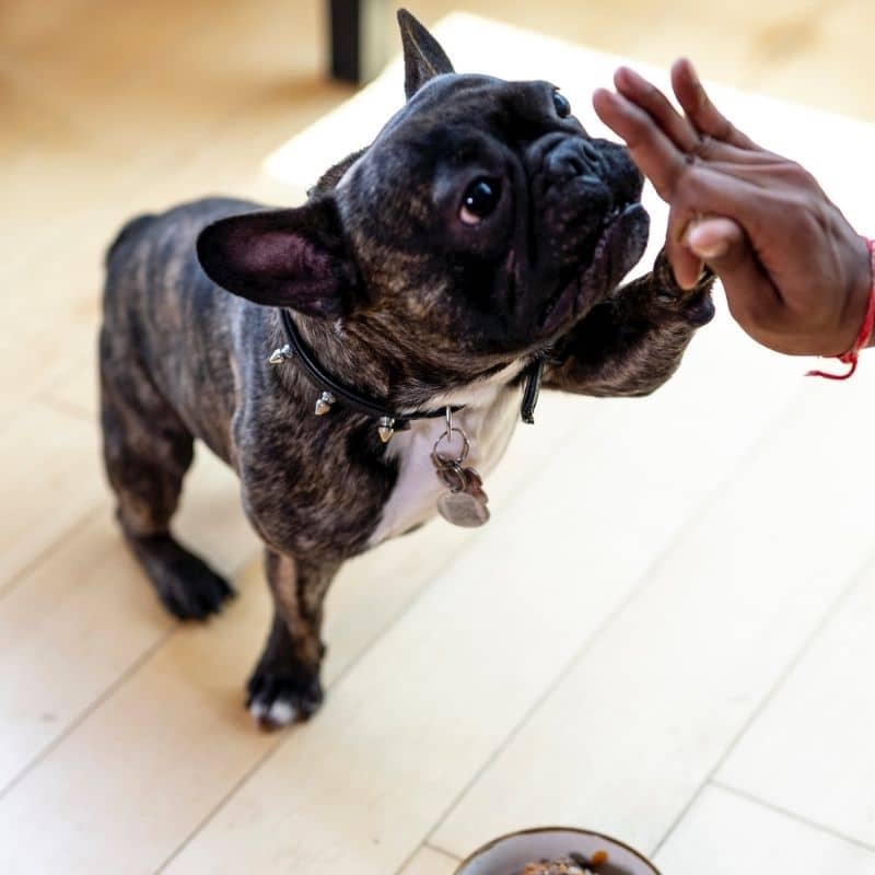 Quali sono le razze di cane più diffuse in Italia?