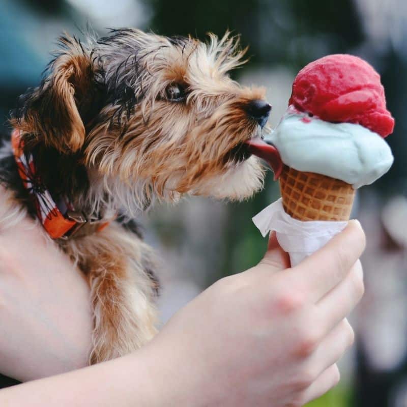 Un gelato per il tuo cane