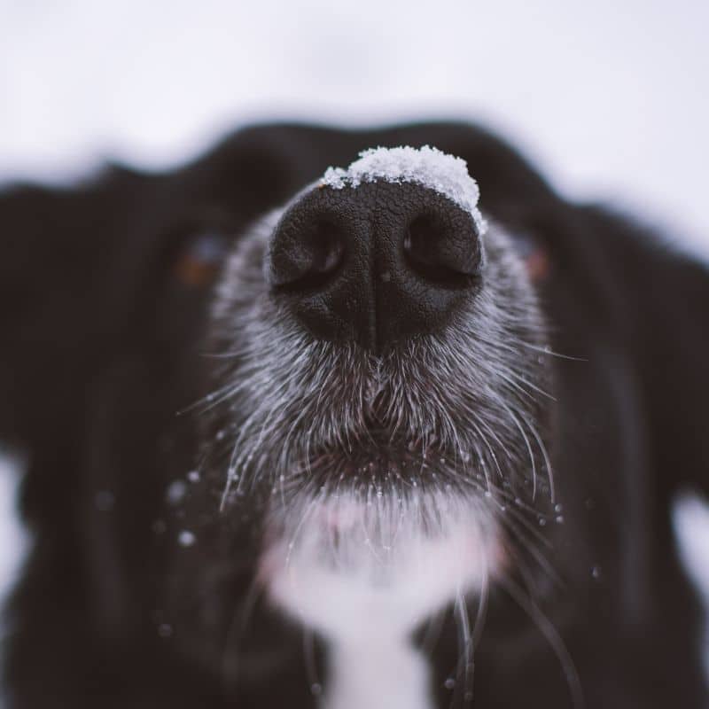 5 curiosità sull’olfatto del tuo cane