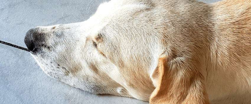 cão tem plaquetas baixas