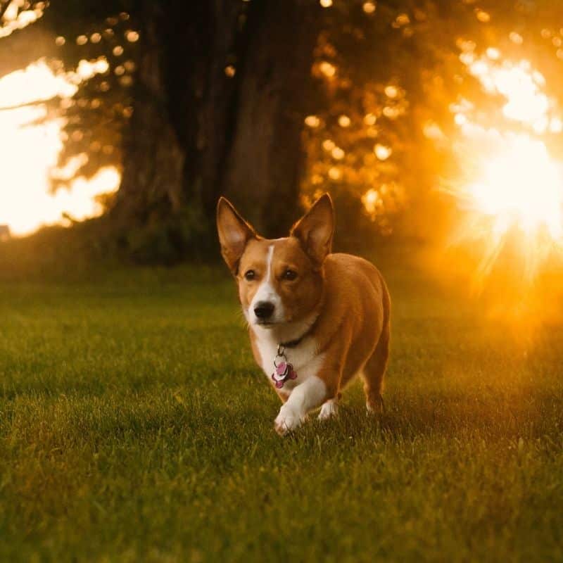 Colpo di calore nei cani: come avviene e come affrontarlo