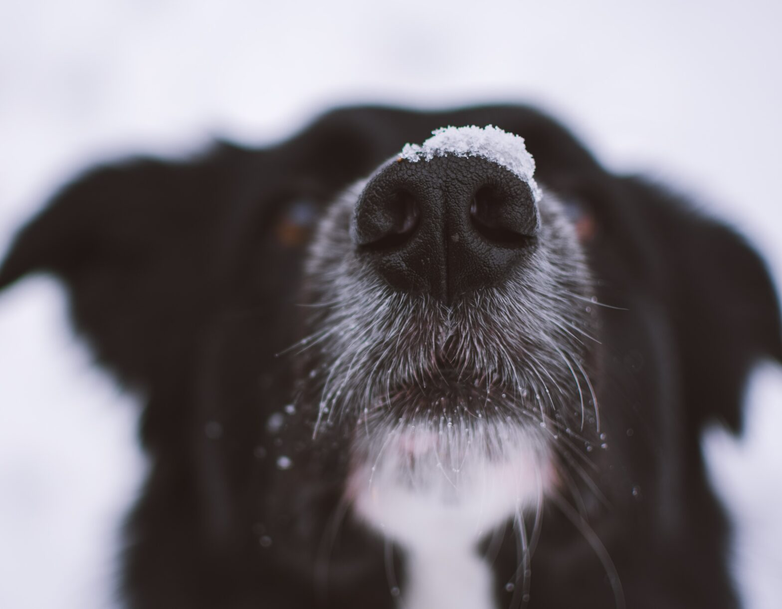 Calmantes naturais para cães: quais são os mais indicados?