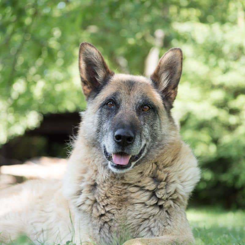 AVC em cães: saiba mais sobre este tema