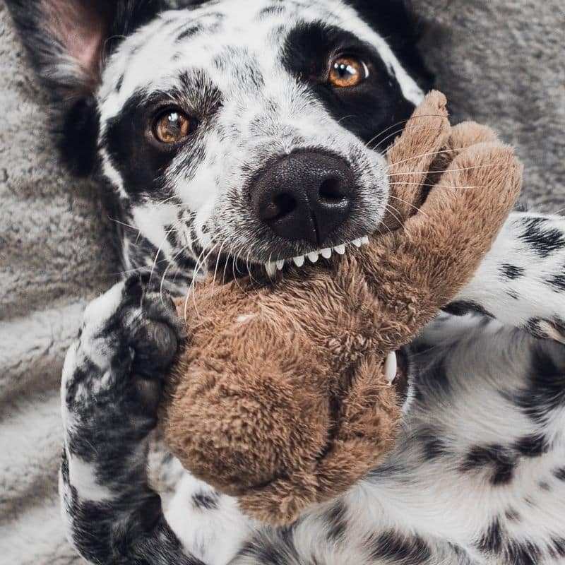 Artroscopia de cotovelo em cães