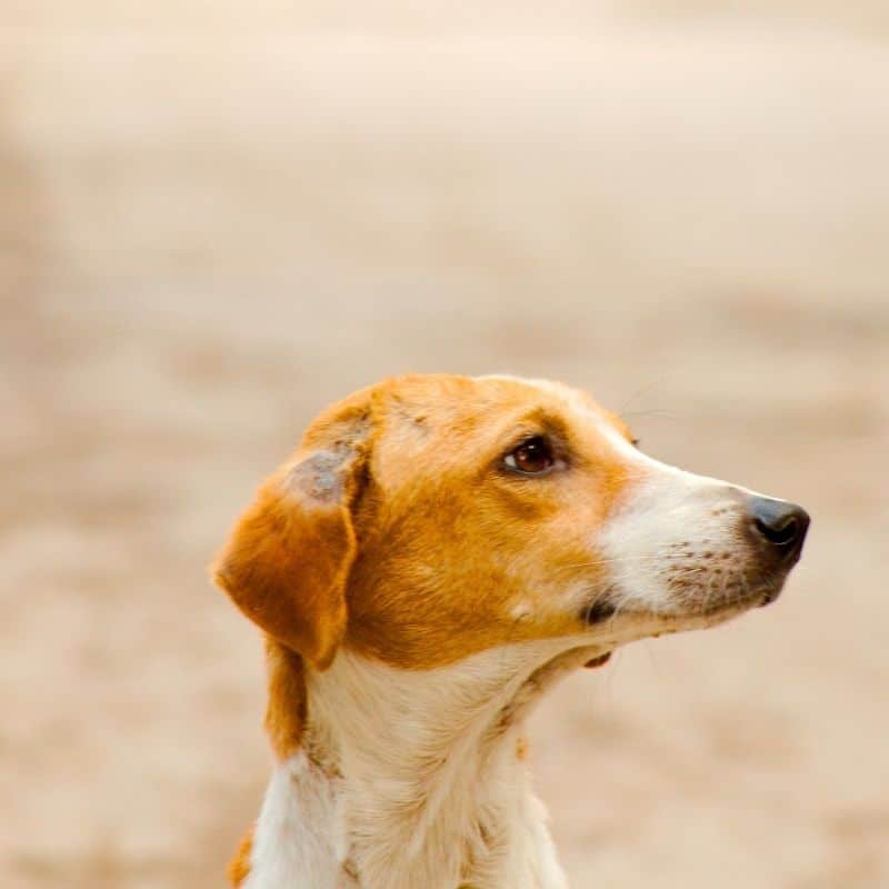 Míases em cães: saiba mais sobre esta doença