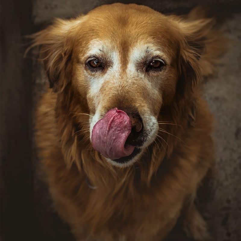 Porque é que os cães lambem os focinhos uns dos outros?