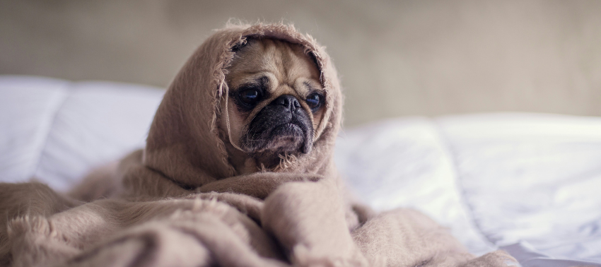 Pode dar paracetamol ao seu cão?