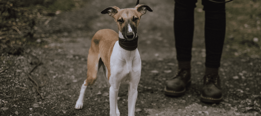 La teoría de Pavlov y el condicionamiento clásico