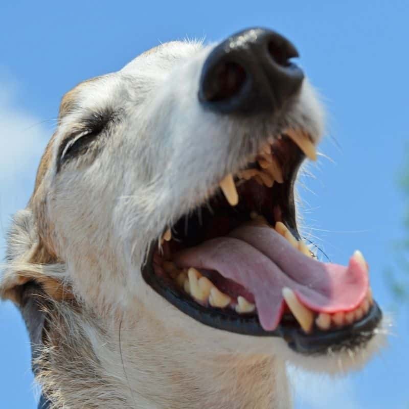 Los mejores nombres para perros machos