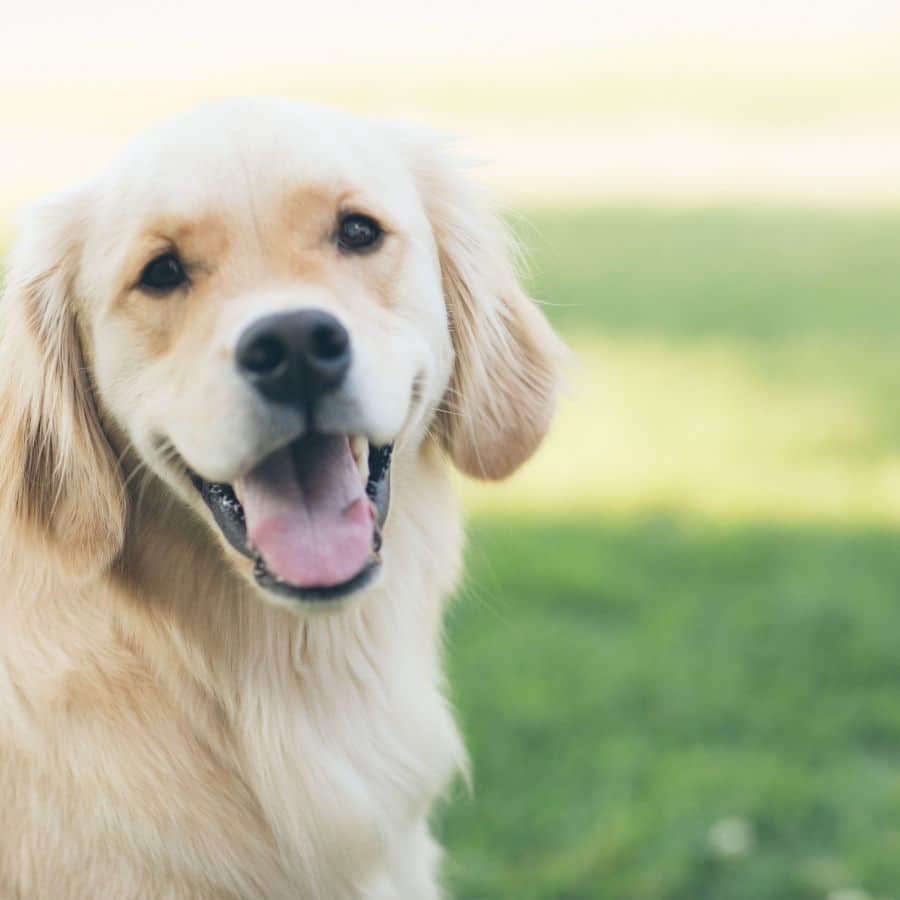 Schiuma nelle urine del cane, è normale?