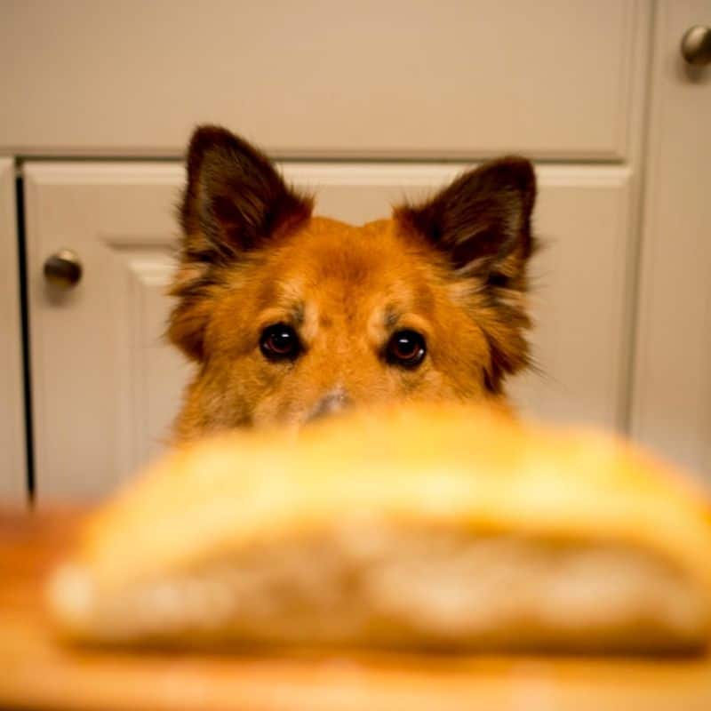 3 ricette veloci e deliziose per il tuo cane