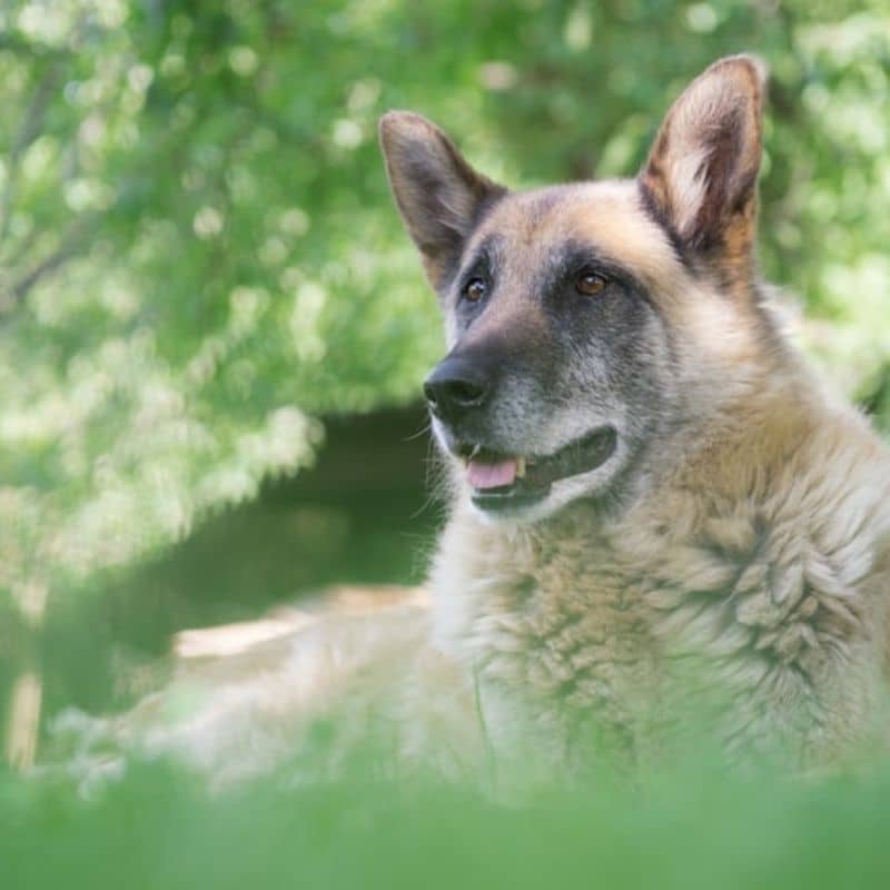 Cos’è l’insufficienza renale cronica nel cane