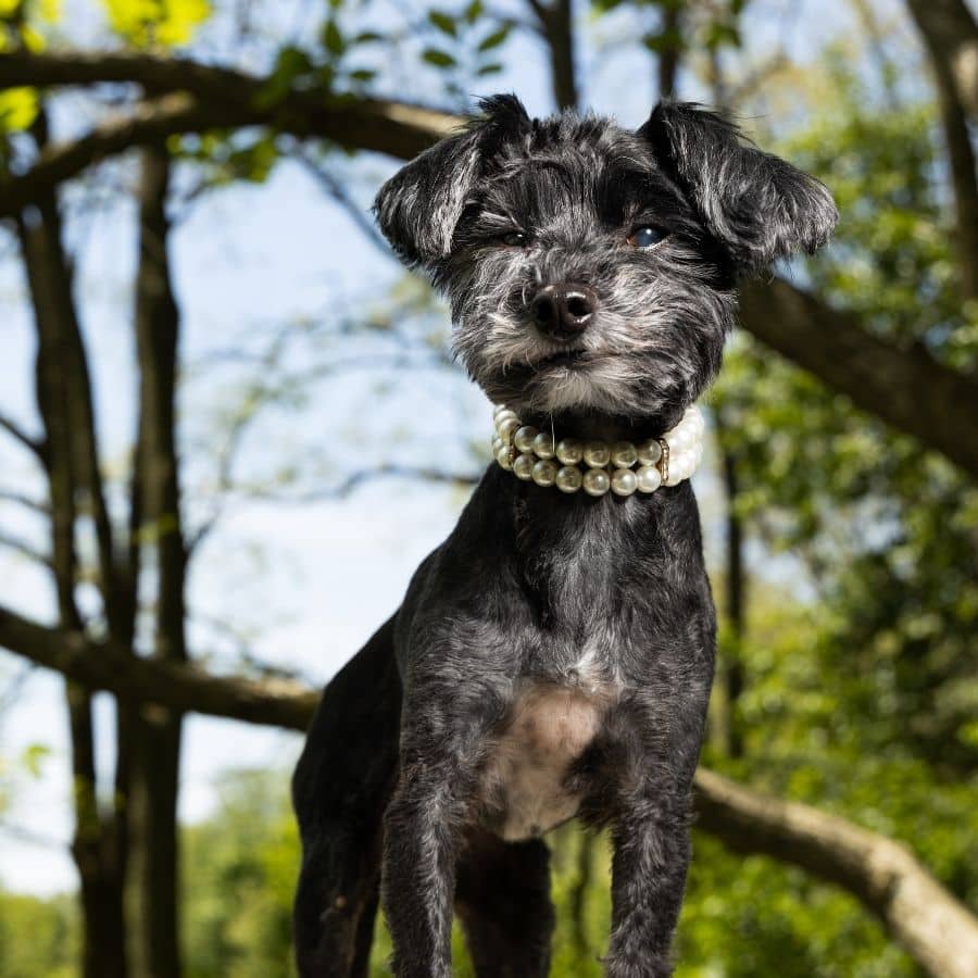 Perchè il mio cane fa la cacca bianca?