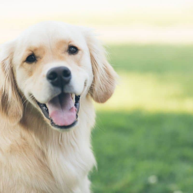 Apoquel no tratamento de alergias nos cães