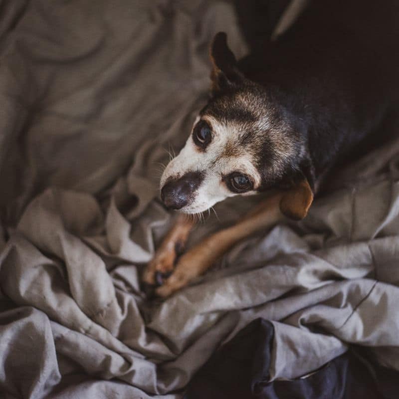 Meloxicam para cães