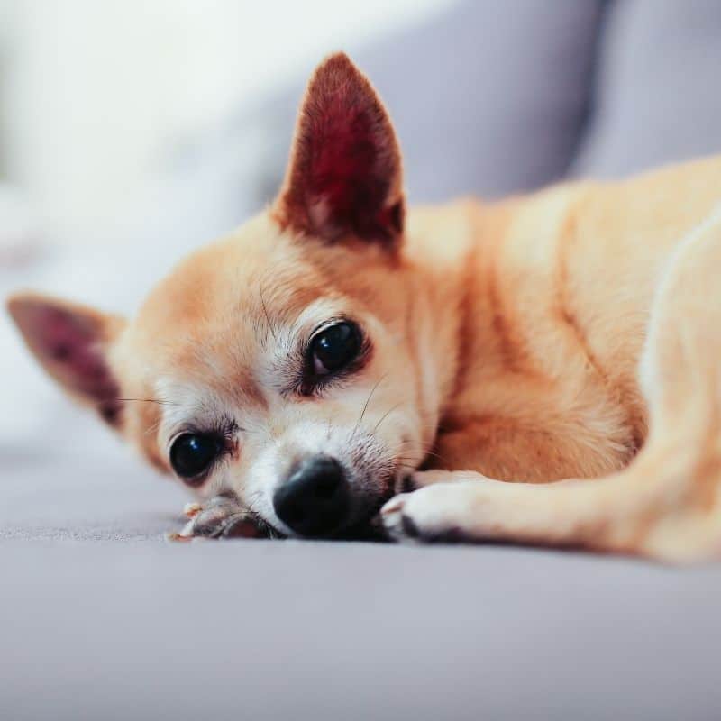 Os cães também podem ter quistos sebáceos?