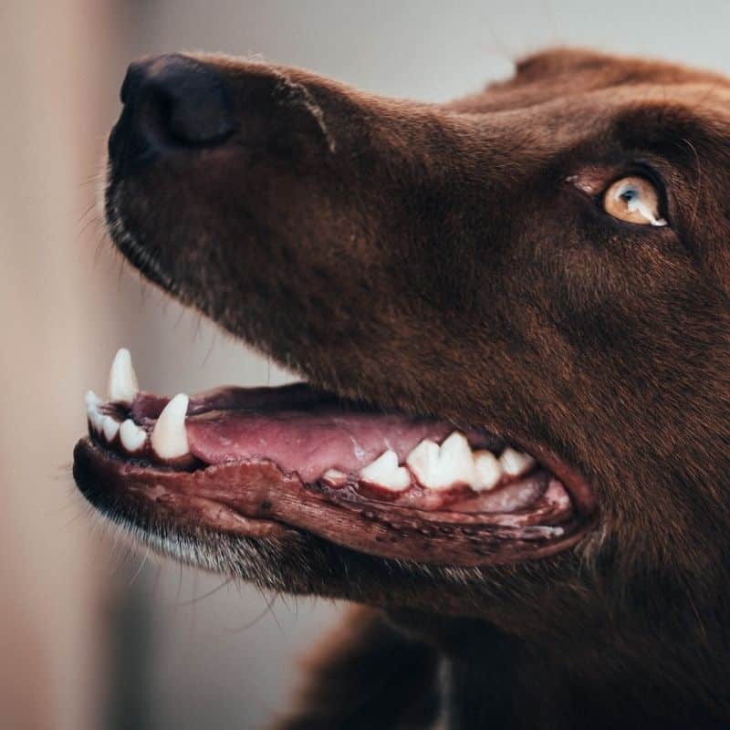 Il mio cane si è rotto un dente. E adesso?