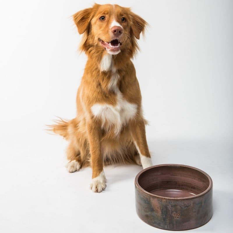 Os cães podem comer abacate?