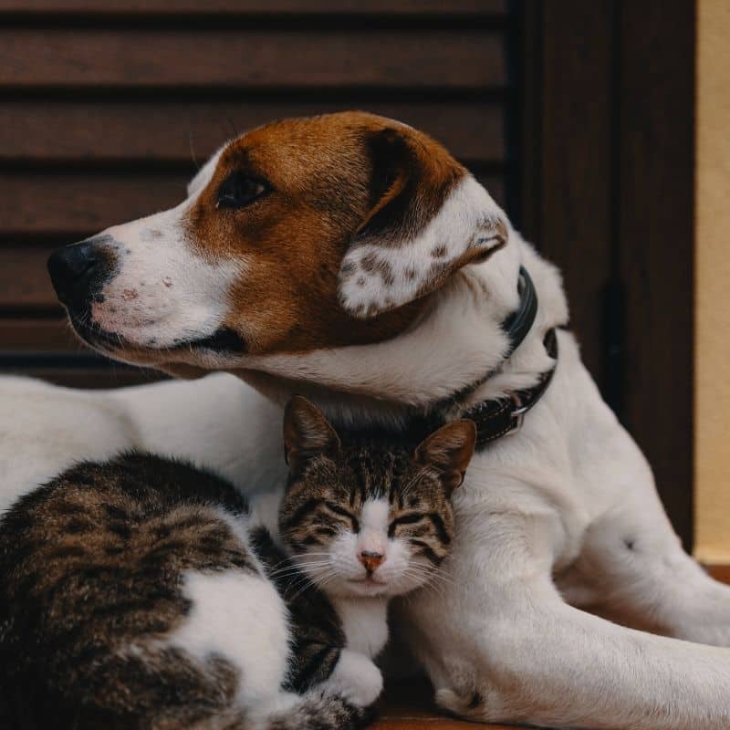 Devo escolher um cão ou um gato?