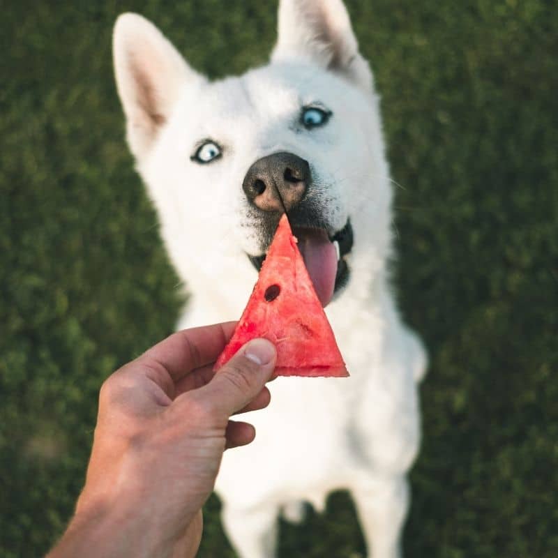 A teoria de Pavlov e o condicionamento clássico