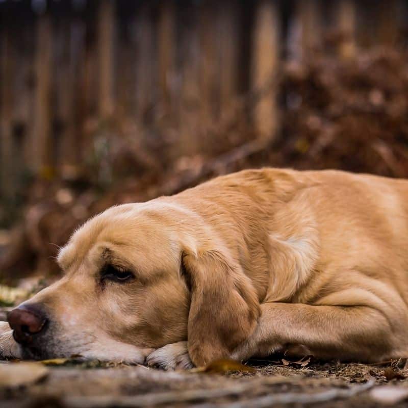 O meu cão não consegue levantar-se: o que poderá ser?