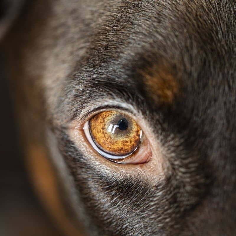 Conjuntivitis en perros: lo que necesitas saber